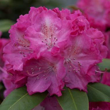 Rhododendron 'Germania'