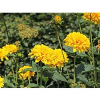 Blumen Garten Pflanzen & Stauden-Sonnenblume 'Loddon Gold', Helianthus