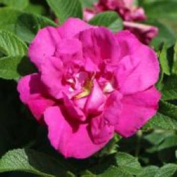 Bodendeckerrose 'Rote Apart', Rosa 'Rote