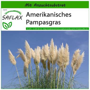 SAFLAX Gr�ser-Bambus-Amerikanisches Pampasgras