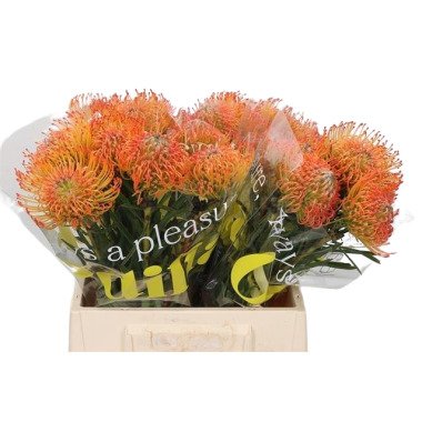 Tischdeko Geburtstag Blumen & 5 Stiele Leucospermum 'Soleil' (Hell Orange)