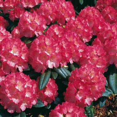 Ball-Rhododendron 'Fantastica'