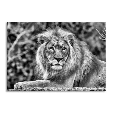 Glasbild Majestätischer Löwe auf einem Stein
