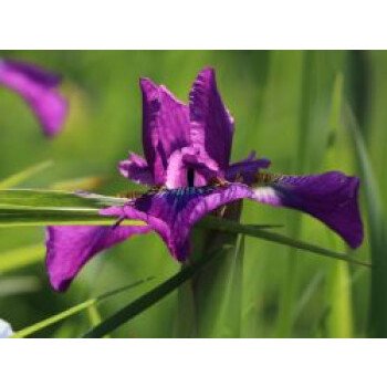 Iris Schwertlilie & Bartlose Schwertlilie 'Ruffled Velvet', Iris sibirica