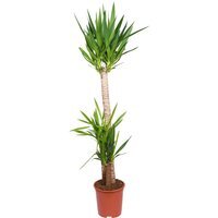 Palmlilie, Topf-Ø 27 cm, Höhe ca. 160 cm