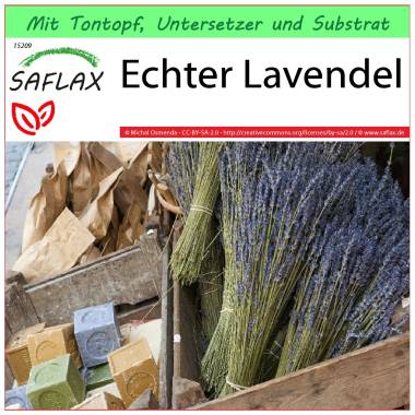 SAFLAX Garden to Go Heilpflanzen Echter Lavendel