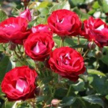 Beetrose 'Rose der Einheit' , Rosa 'Rose