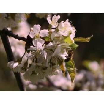 Geschlitzte Kirsche 'Lotte', Stamm 40-50 cm, 50-70 cm, Prunus incisa 'Lotte', St