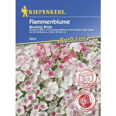 Kiepenkerl Flammenblume Blushing Bride Inhalt reicht für ca. 50 Pflanzen