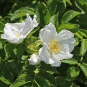 Weiße Apfelrose 'Alba' /- Kartoffelrose 