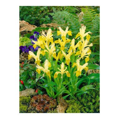 Iris Schwertlilie & Iris bucharica P 0,5