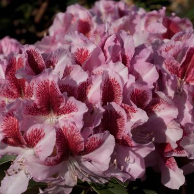 Rhododendron 'Belami'