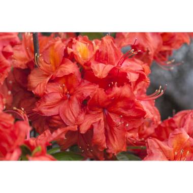 Rhododendron lut.'Feuerwerk'