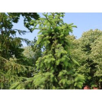 Ungiftige Heckenpflanzen & Serbische Fichte, 80-100 cm, Picea omorika