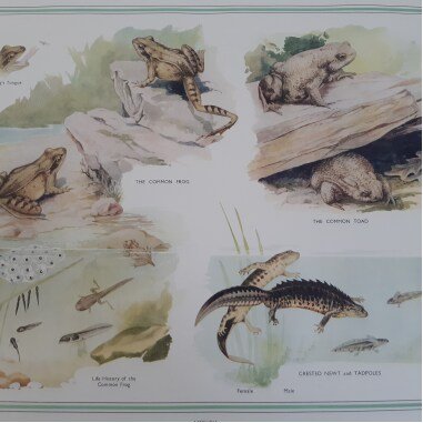 Amphibia Lithografie Poster 1950Er Jahre