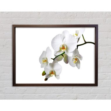 Gerahmtes Poster Weiße Orchidee