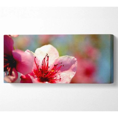 Rosa Blume Kirschbaum Kunstdrucke auf Leinwand