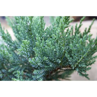 Juniperus sabina YTam No BlightY