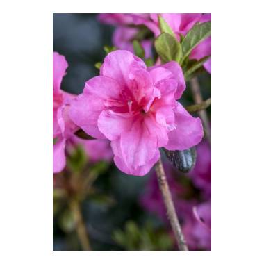 Rhododendron obtusum 'Babuschka'