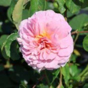 Englische Rose 'Eustacia Vye', Rosa 'Eustacia