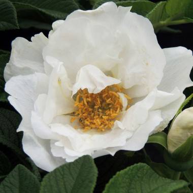 Apfelrose/Hagebutte 'Angelia White'