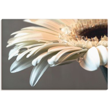 Artland Wandbild »Blüte einer Gerbera«, Blumen