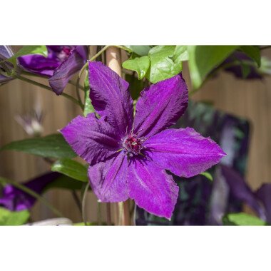 Clematis Hybride YHonoraY