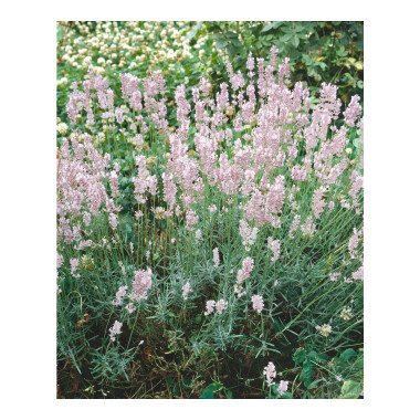 Lavandula angustifolia 'Hidcote Pink'
