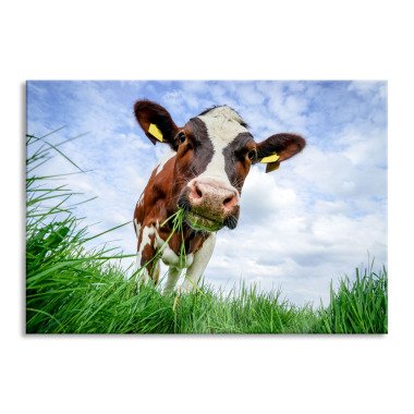 Nahaufnahme Grasende Kuh auf Weide, Glasbild