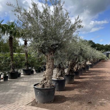 Olivenbaum 100-125cm Bonsai mit Alter knorriger Stamm | Olea europaea