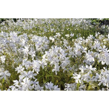 Phlox Starfire & Phlox divaricata 'White Perfume' P 0,5