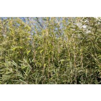 Schnell Wachsende Heckenpflanzen & Bambus, 80-100 cm, Fargesia nitida