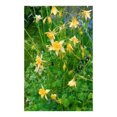 Aquilegia chrysantha YYellow QueenY 9 cm Topf Größe nach Saison