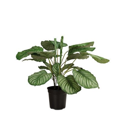 Korbmarante Calathea Kunstpflanze, 65 cm
