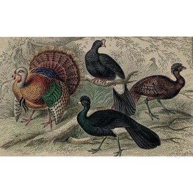 1872 Original Antike Handgefärbte Vögel Türkei