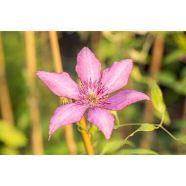 Clematis Hybride 'Giselle'