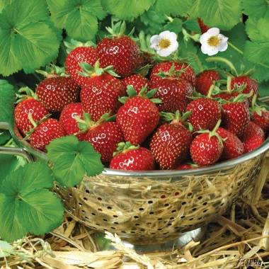 Erdbeere 'HUMMI-Praline'
