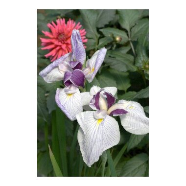Iris Schwertlilie & Iris ensata 'Fortune' P 1