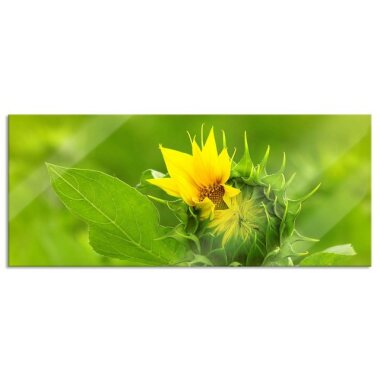 Pixxprint Glasbild Aufblühende Sonnenblume