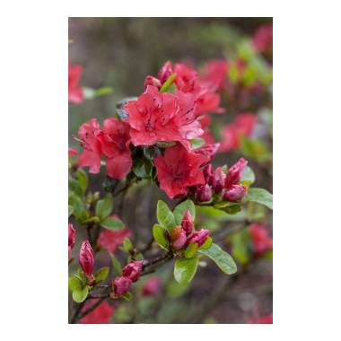 Rhododendron obtusum 'Fairy Dreams Majas Rubin'
