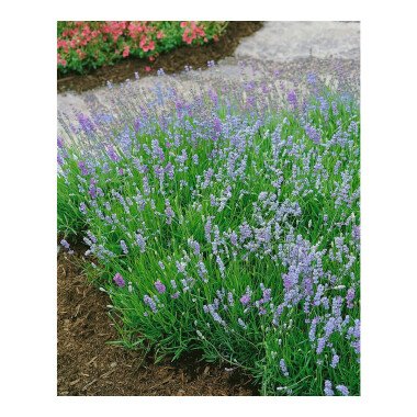 Vorgarten Pflastern Beispiele & Lavandula angustifolia 'Blue Cushion' -R-
