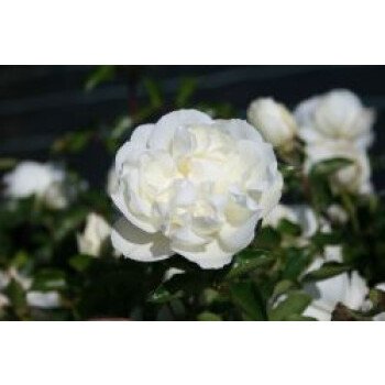 Bodendecker-Rose 'White Meidiland ', Rosa 'White Meidiland ', Topfware