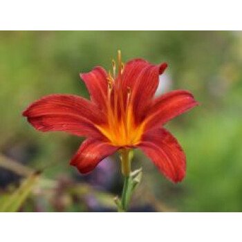 Garten Blumen & Taglilie 'Sammy Russel', Hemerocallis x cultorum 'Sammy