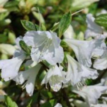 Japanische Azalee Bloom Champion (Weiß)
