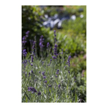 Lavandula angustifolia 'Aromatico Blue' -R-