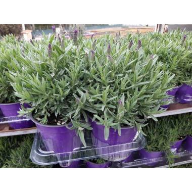 Gartenkrone Schopf-Lavendel »Lavandula stoechas«