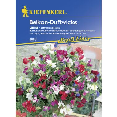 Kiepenkerl Balkon-Duftwicke Laura Lathyrus odoratus, Inhalt: ca. 20 Pflanzen