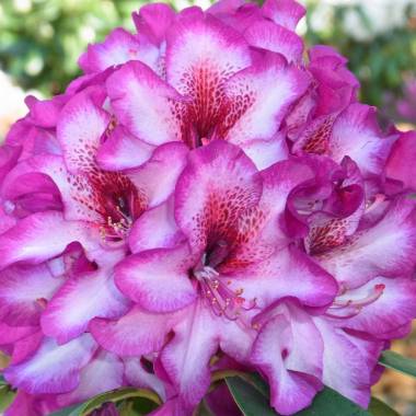 Rhododendron 'Hans Hachmann'