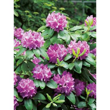 OBI Rhododendron Roseum Elegans Rosa Höhe