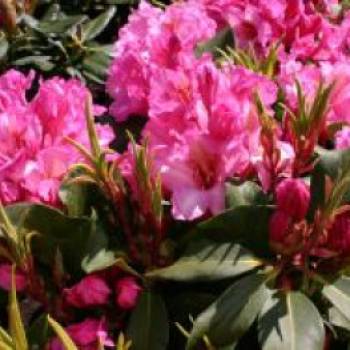 Rhododendron 'Duke of York', 30-40 cm, Rhododendron